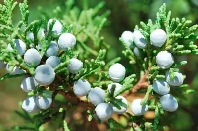 Как распознать можжевельник