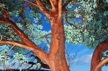 Дерево Мадрона (Arbutus sp.), крупный план, Вашингтон, США.