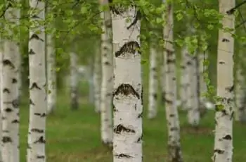 Березы
