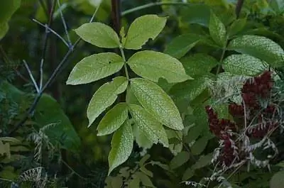 Минусы африканских деревьев сумаха