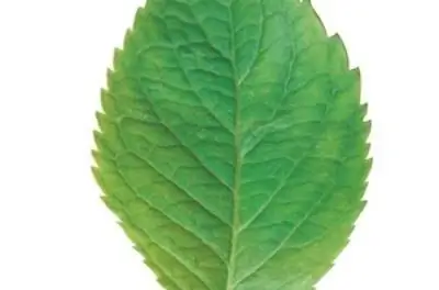 Руководство по идентификации листьев зуба