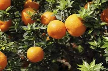 Выращивание мандаринов