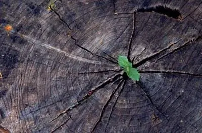 Как распознать деревья по коре