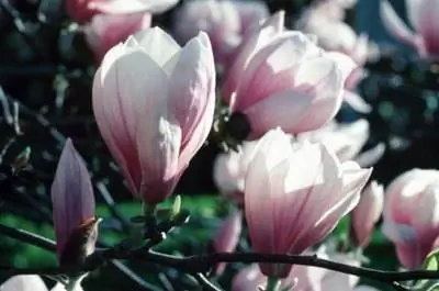 Как обрезать тюльпан магнолии