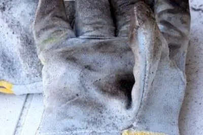 Как ухаживать за плетистыми розами «Семь сестер»