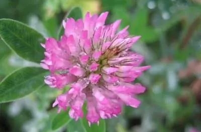 Как удалить клевер из травы многоножек