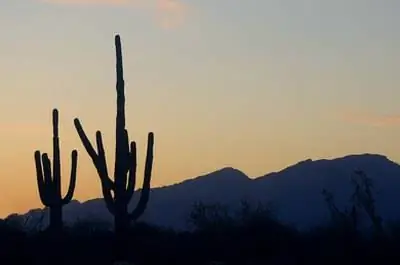 Как посадить семена железного дерева