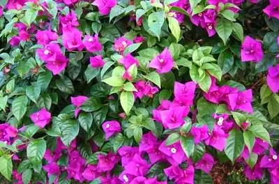 Vines & Высокие растения для горячей штукатурки стены