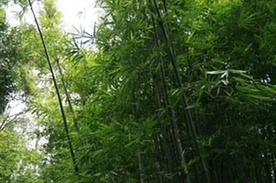 Растения, похожие на бамбук