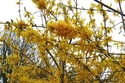 Какие растения привлекают ос?