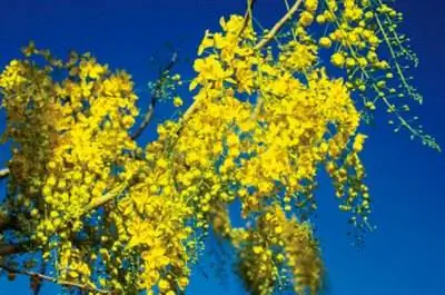 Как вырастить дождевое дерево из семян