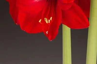 Анатомия амариллиса