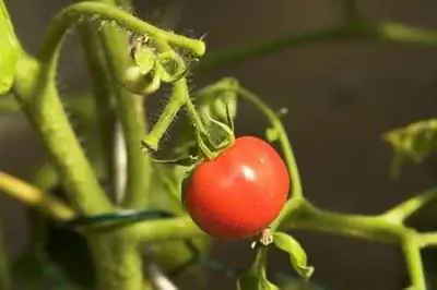 Какие семена сажать в Вирджинии