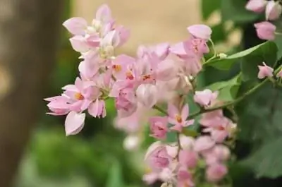 Как ухаживать за коралловой лозой