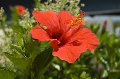 Названия индийских цветов