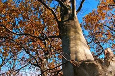 Бук с пестрыми листьями