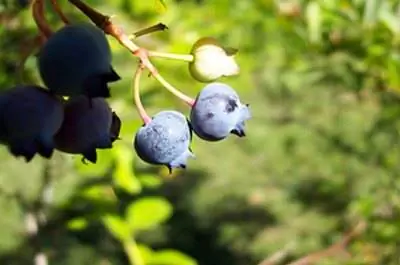 Растения черники в Калифорнии