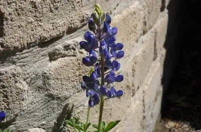 7 стадий Bluebonnet