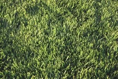 Зона 6 Уход за газоном