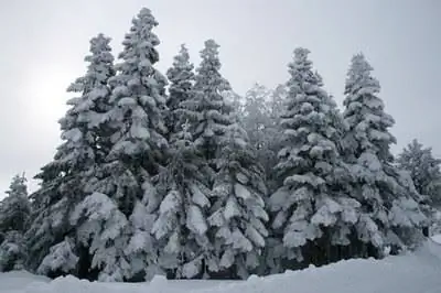 Как ухаживать за болиголовом