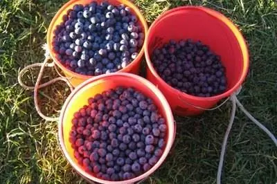 Растения черники в Южной Каролине