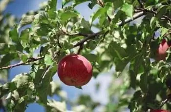 Изображение Изображение