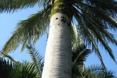 Идентификация пальмового растения