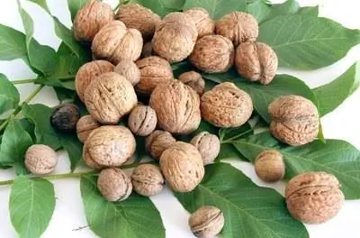 Фрукты & Ореховые деревья, растущие на глинистой почве