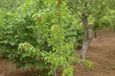 Системные фунгициды для фруктовых деревьев