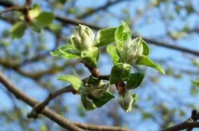 Удобрения для яблонь & Персиковые деревья