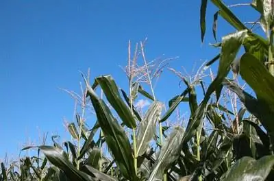 Шаги по посадке кукурузы