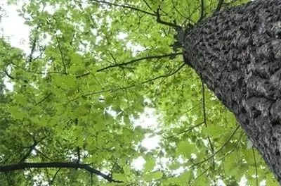 Характеристики дубов