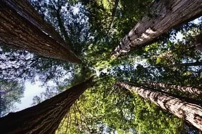 Как ухаживать за деревьями секвойи