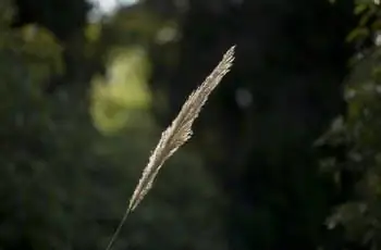 Цветок осоки