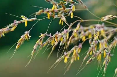 Декоративные травы, любящие влажную почву