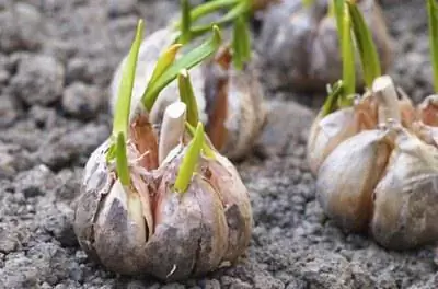 Как посадить чеснок в Грузии