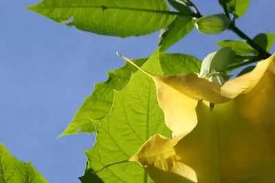 Уход за ангельскими трубами