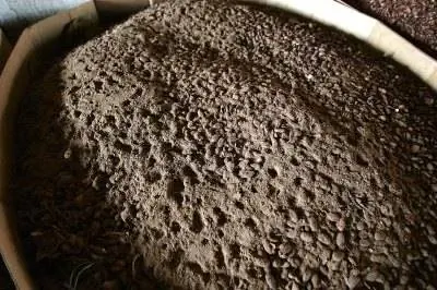 В каких странах выращивают какао-бобы?