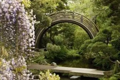 Домашние растения, которые можно использовать в аквариуме