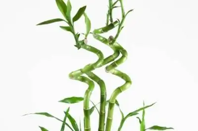 Как избавиться от мучнистых червецов на бамбуке