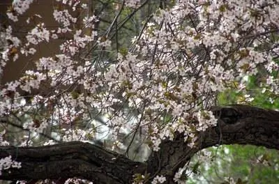 Песчаная вишня & Вредители