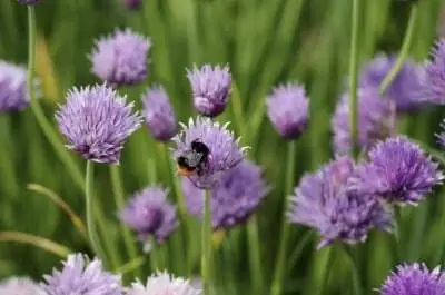 Многолетние травы