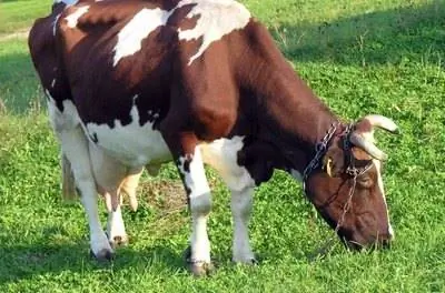 Аргентина против Пенсаколы Баия Грасс