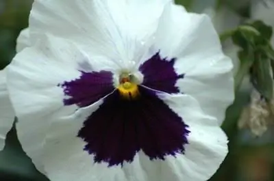 Как пересадить анютины глазки