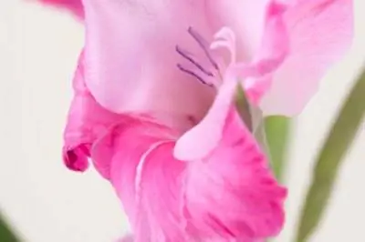 Как бороться с гладиолусовым трипсом