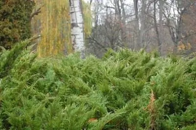 Самые дешевые быстрорастущие кустарники