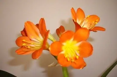 Как пересадить кливию