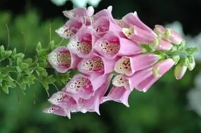 Как пересадить наперстянку