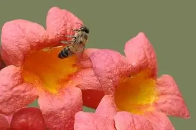 Как вырастить мандарин Beauty Crossvine