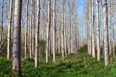 Факты о тополях